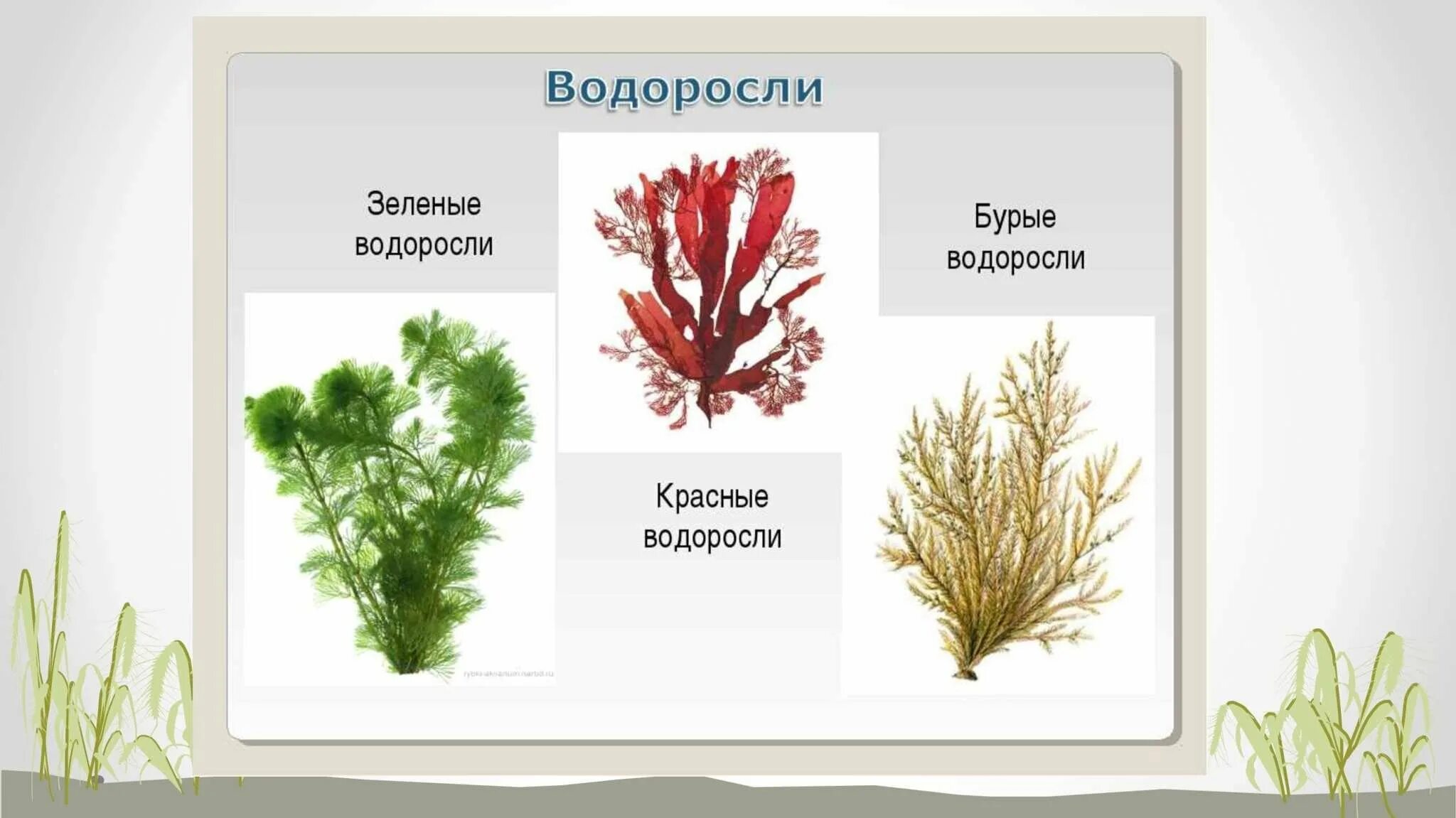 Морские растения список. Водоросли зеленые бурые красные. Зеленые водоросли бурые водоросли красные. Фукус зеленые водоросли красные водоросли бурые водоросли. Красные пи бурые водоросли.