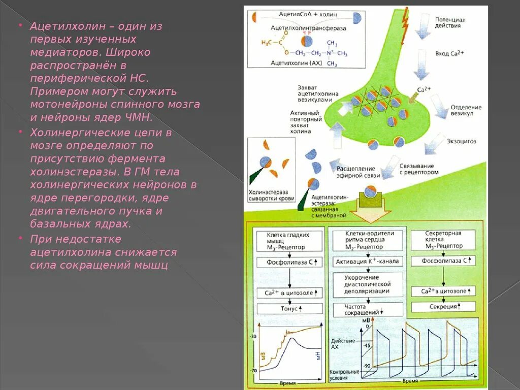 Ацетилхолин. Нейромедиатор ацетилхолин. Ацетилхолин в качестве нейромедиатора выделяться в. Ацетилхолин в нервной системе. Ацетилхолин сердце сокращение
