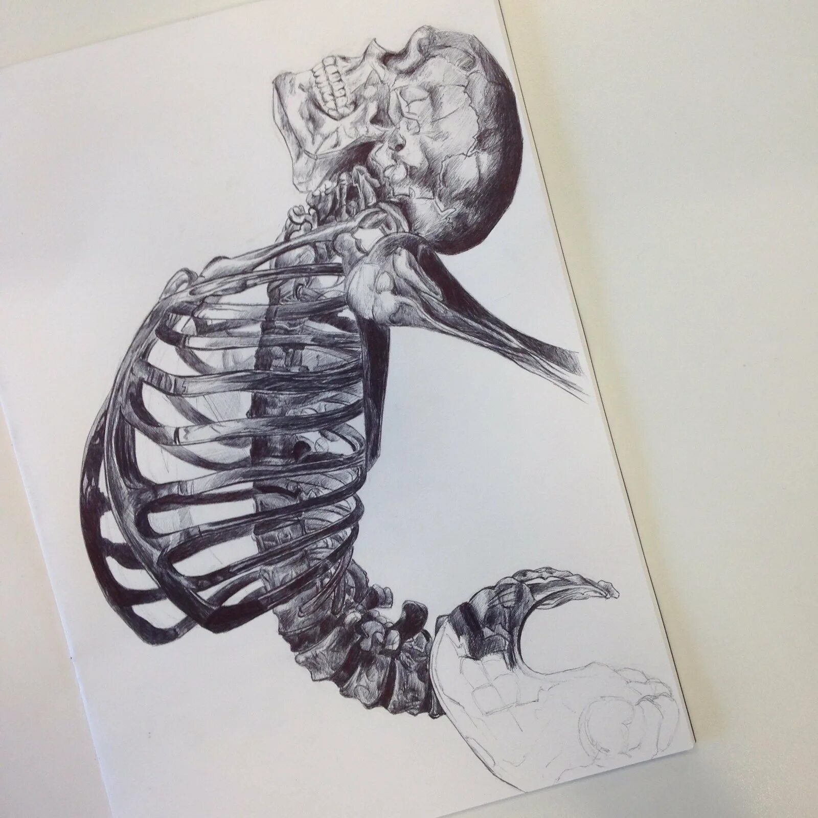 Скелет рисунок. Скелет карандашом. Скелет эскиз. Скелет рисунок карандашом.