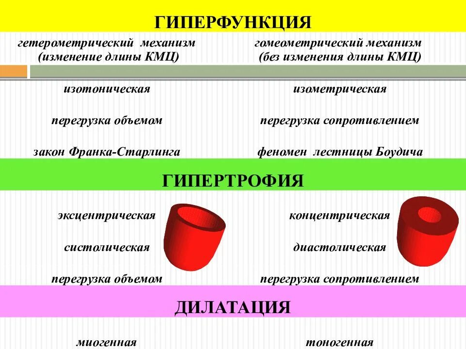 Гиперфункция миокарда. Механизмы компенсаторной гиперфункции сердца. изотоническая гиперфункция сердца. гомеометрическая гиперфункция миокарда. компенсаторная гиперфункция миокарда механизм.