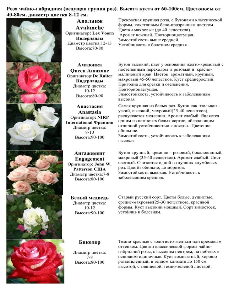 Высота чайно гибридных роз. Чайно-гибридные розы высота куста. Чайно-гибридные розы описание. Посадка чайно гибридных роз. Чайно-гибридные розы описание.