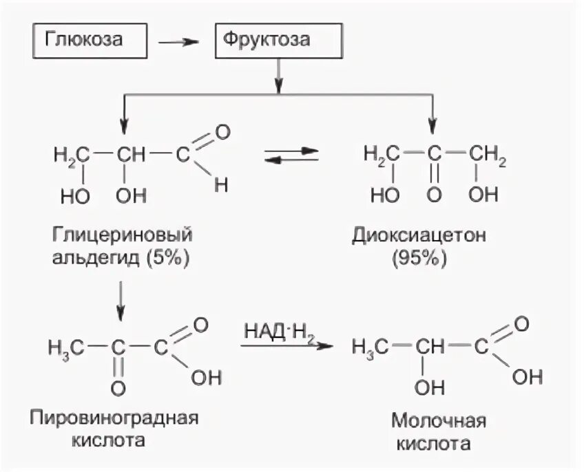 Спиртовое брожение биохимия. Спиртовое брожение биохимия