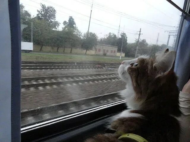 Кот железная дорога. Кот в поезде. Кот в электричке. Кот на железной дороге. Котенок в электричке.