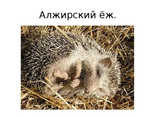 Когда ежи уходят в спячку на зиму. Еж в спячке зимой. еж в спячке. ежи зимой спят.