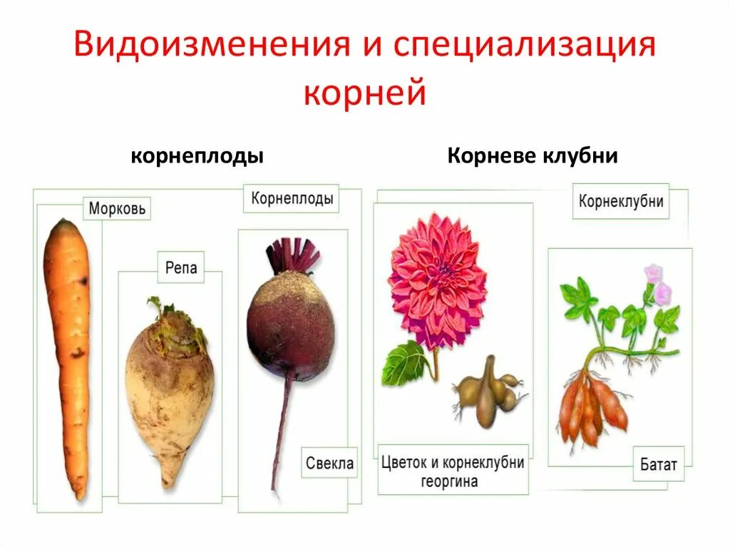 Видоизмененный корень ответ. Корнеплод корнеклубень клубень. Корнеплоды, корнеклубни, клубеньки. Видоизмененные корни корневые клубни.