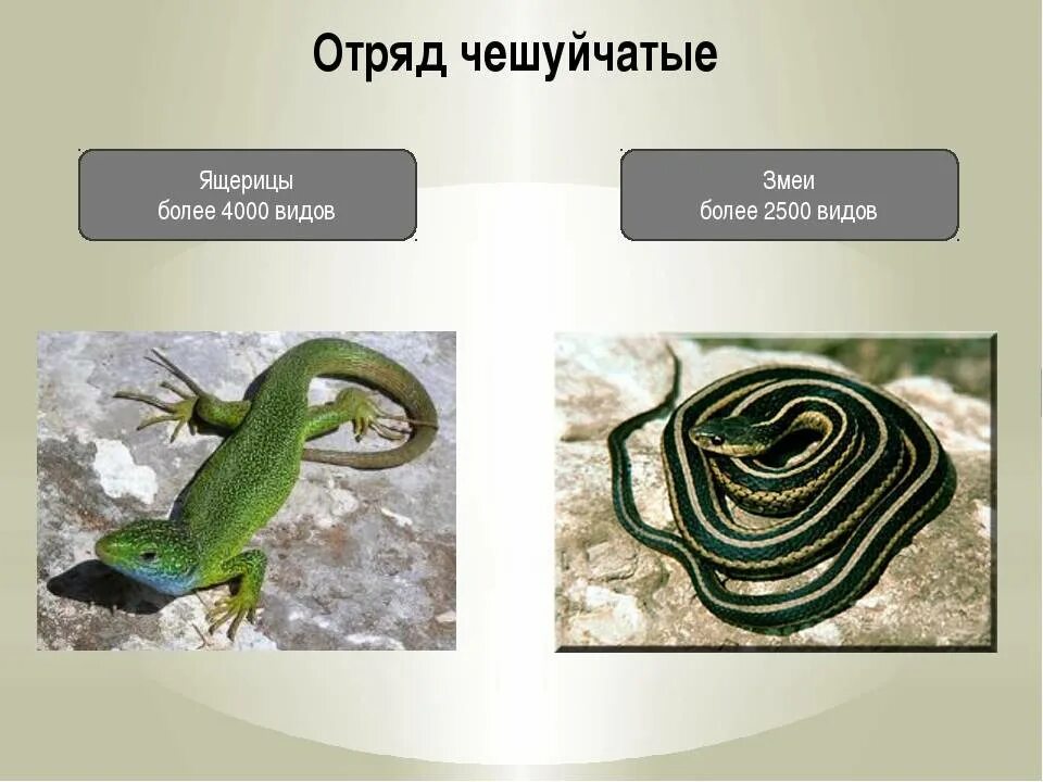 Отряд пресмыкающиеся рептилии. Отряд чешуйчатые подотряд змеи представители. Биология 7 класс отряд чешуйчатые (ящерицы)-. Класс рептилий и пресмыкающихся отряд чешуйчатые.