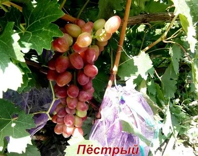 Виноград сорт пестрый отзывы