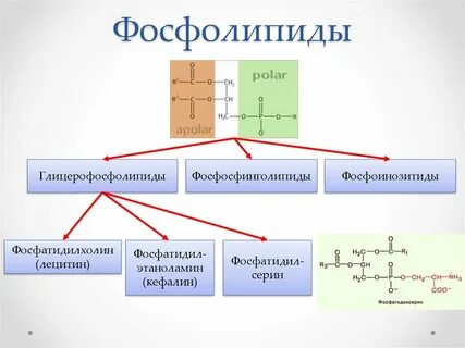 Фосфолипиды это