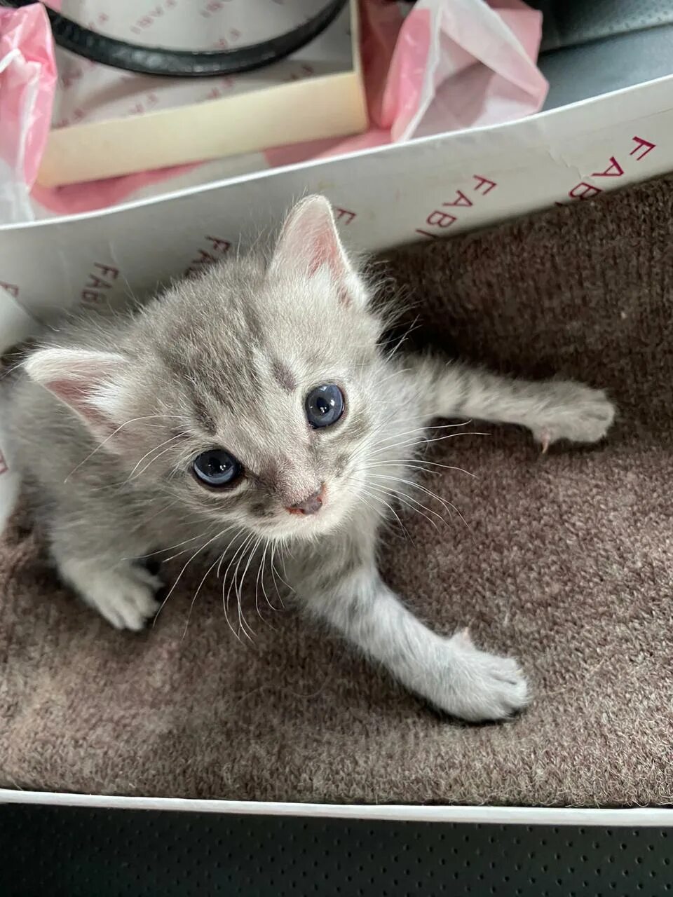 Как выглядит котенок в 1. Котята и месяц. котик 1 месяц. серый котенок 1 месяц. маленькие котята 1 месяц.