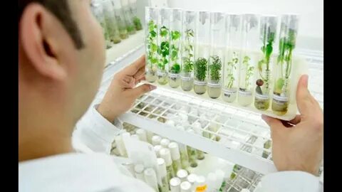 Ученые впервые в истории вырастили растения на почве с Луны. - YouTube