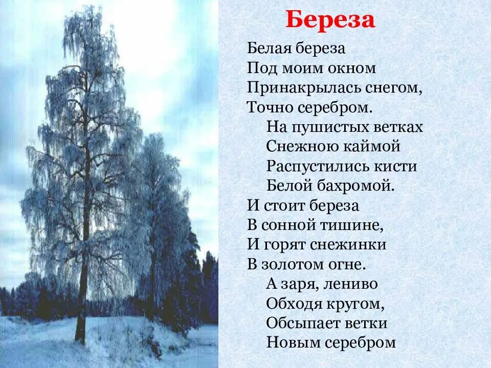 Учить стих есенина береза. Стихотворение есенина белая береза. стихотворение сергея есенина береза. есенин стихи белая береза под моим окном. стихотворение сергея есенина белая береза.