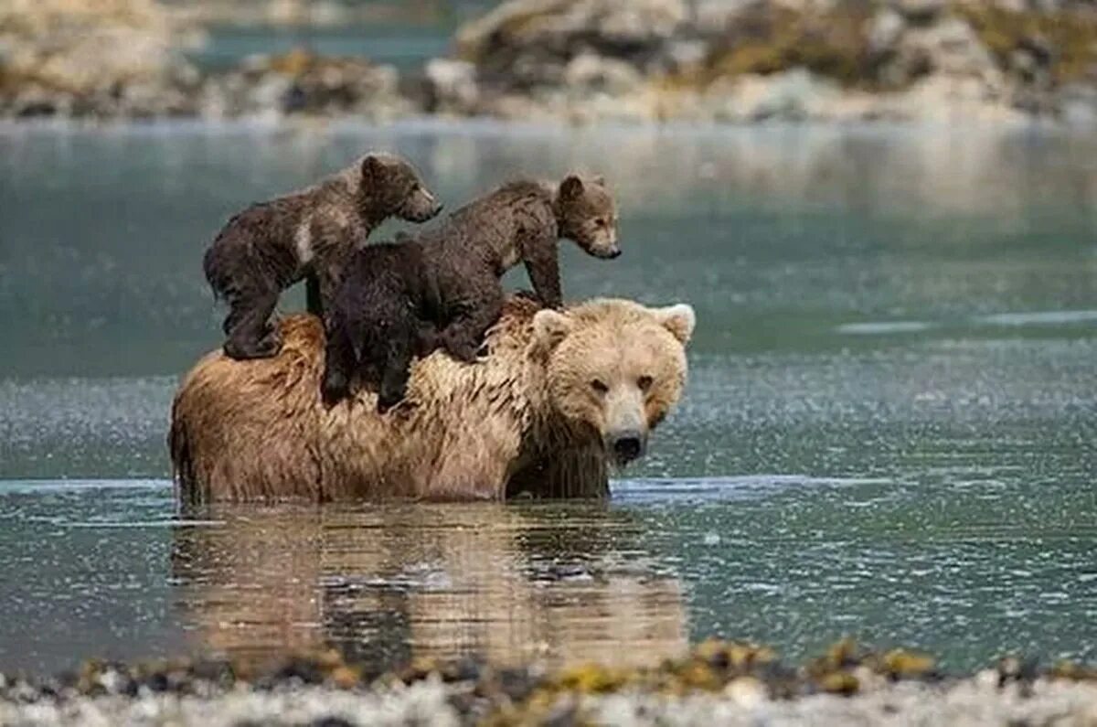 Медведица с медвежатами. Бурый медведь. Медведь с медвежонком. Семья медведей. Медвежонок и тот кто живет в речке