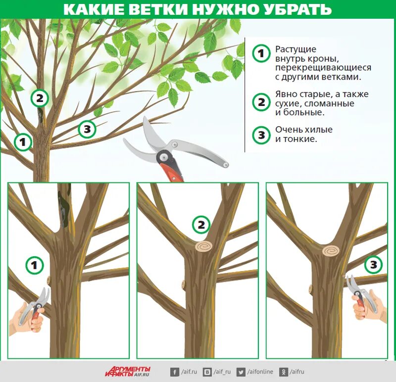 Можно ли обрезать ветки яблони. Правильная обрезка плодовых деревьев. Обрезка веток деревьев. Ветки растущие внутрь кроны. Как правильно обрезать ветки деревьев.