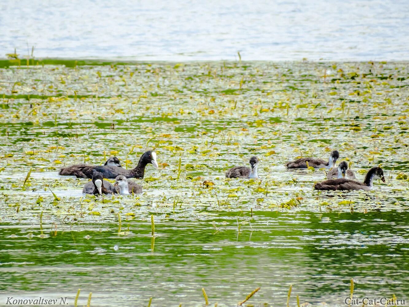 растения и животные реки свияга. фото рыбы щука в воде. растения и животные реки свияга. пейзаж 31 октября. растения и животные реки свияга.