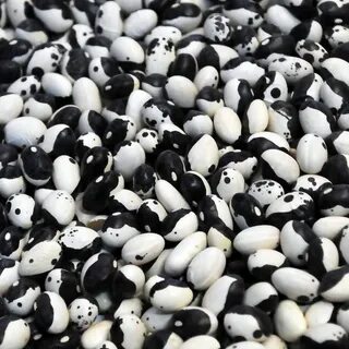 Bean 5 5