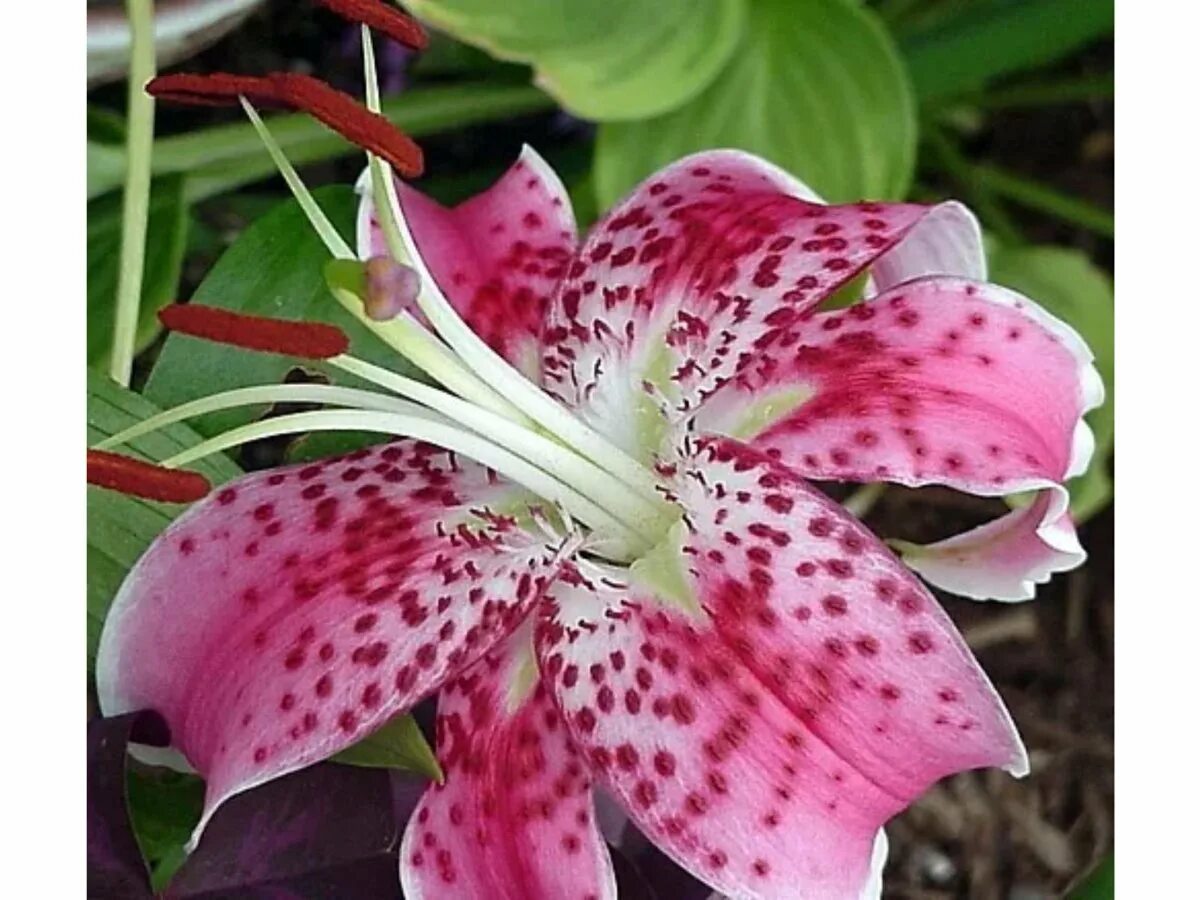 Лилия прекрасная рубрум. Лилия speciosum rubrum. Лилия СП рубрум. Speciosum Uchida Лилия.