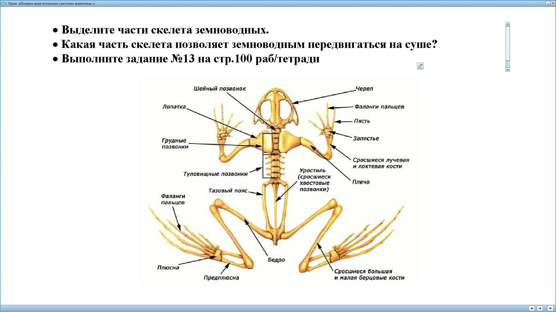 Рис 73 скелет лягушки. Скелет конечностей амфибий. Скелет земноводных. Скелет лягушки рисунок.