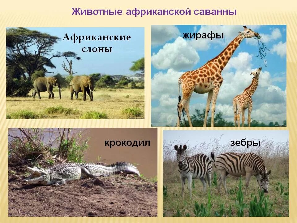Животный мир саванн очень разнообразен. Зона саванн и редколесий животный мир. Презентация на тему животный мир саванн. Саванна это природная зона. Зона саванн растения.