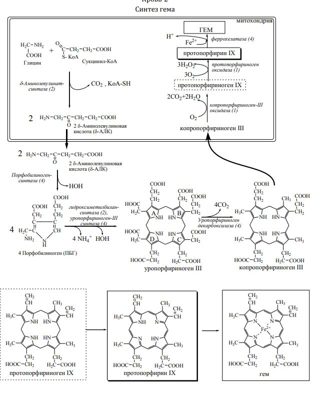 Синтез гему. Синтез гемоглобина биохимия схема. Общая схема синтеза гемоглобина. Синтез гема биохимия схема. Схема синтеза гема и гемоглобина.