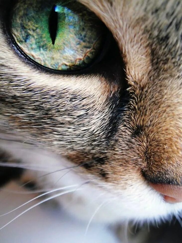 Глазки кошечки. Глаза кошки. ЛАЗ для кошки. Кошачий глаз. Красивые кошачьи глаза.
