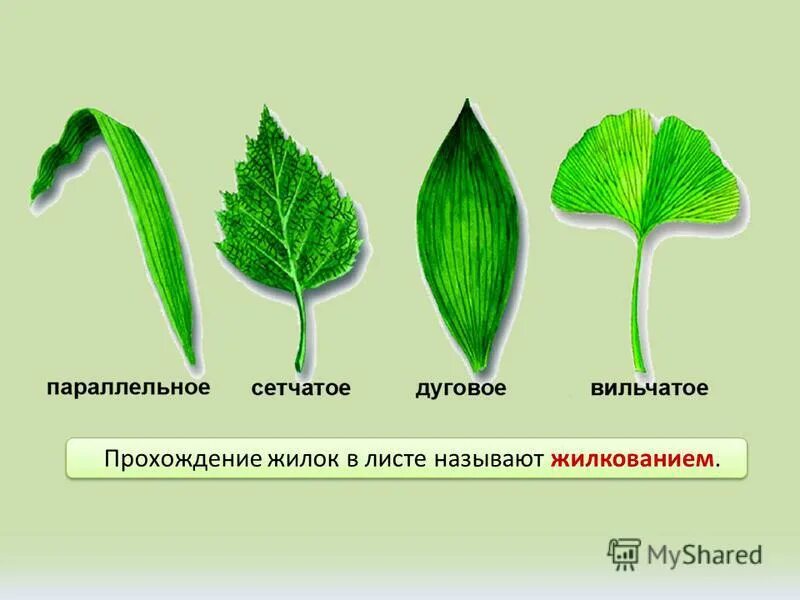 Пальчатое строение листа. Дуговое жилкование листовой пластинки у. Параллельные растения. Сетчатое жилкование листовой пластинки у. Параллельные растения.