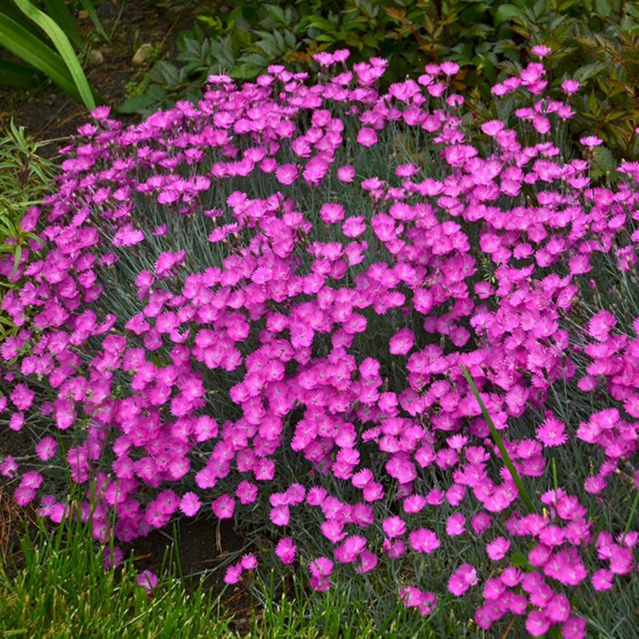 Почвопокровные гвоздики. Гвоздика травянка. Гвоздика травянка (Dianthus deltoides). Гвоздика травянка многолетняя. Гвоздика травянка почвопокровная.