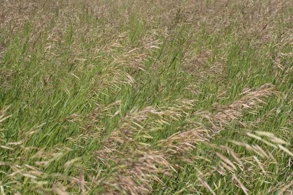 фацелия пижмолистная радуга. злаковые медоносы растения. фацелия медонос. фацелия пижмолистная радуга. злаковые медоносы растения.