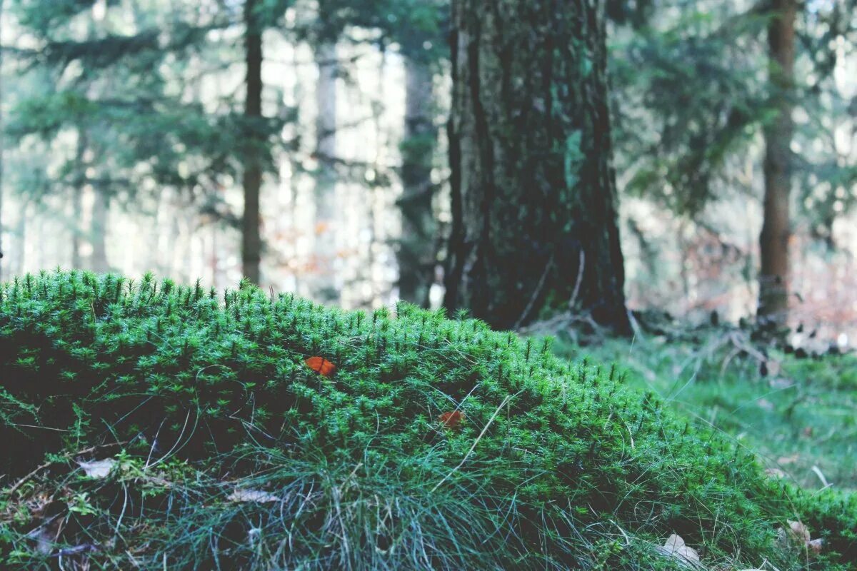 голубоватый мох. кладония листоватая. лесной мох. кладония лишайник. голубой мох в лесу.