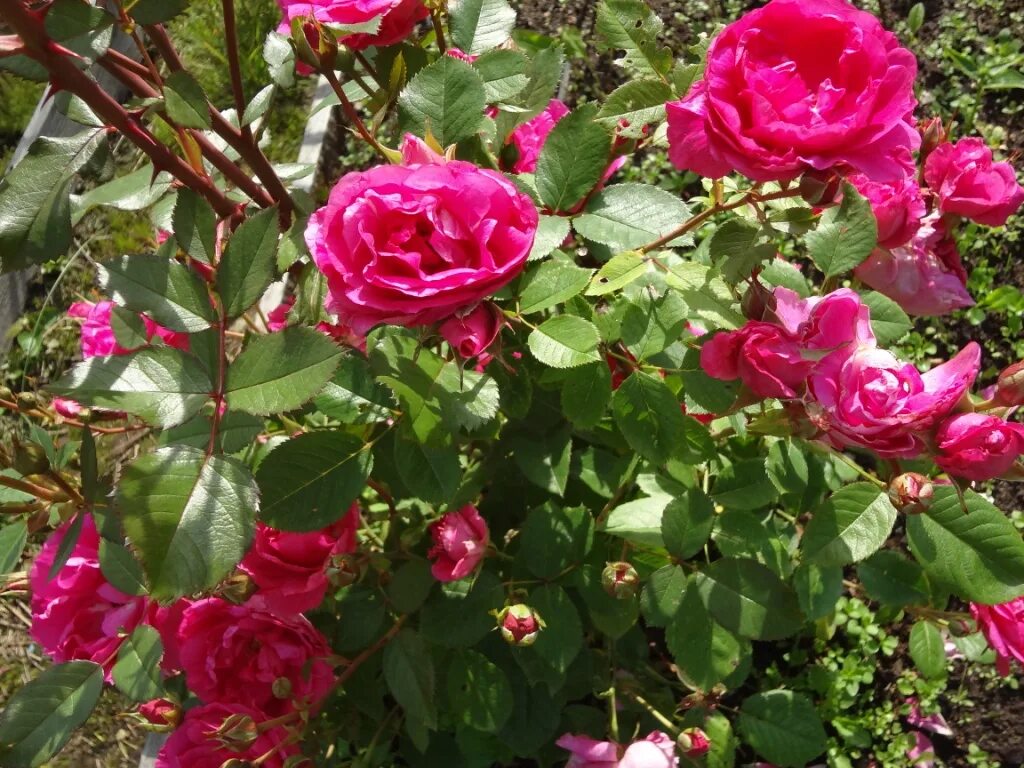 Семена томат лисичка. Помидор тмк сорт. Томат беатрис f1. Томат урожайные гусева. Лучший сорта для северо запада.