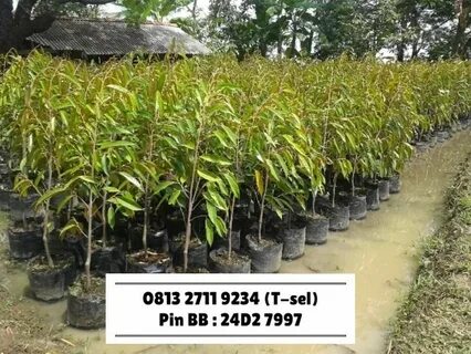 Bibit