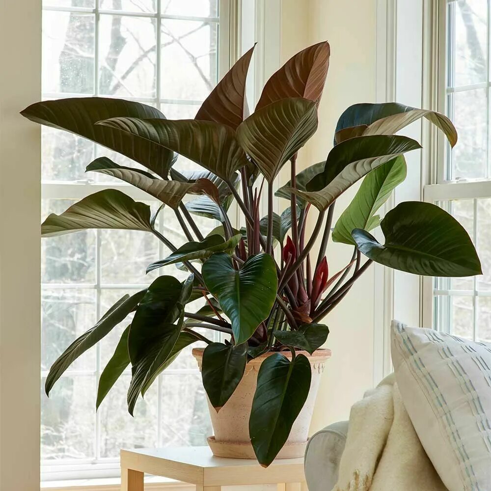 Philodendron Birkin Plant Care Plant care, Plants, Philodendron