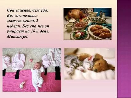 Кот без еды может прожить