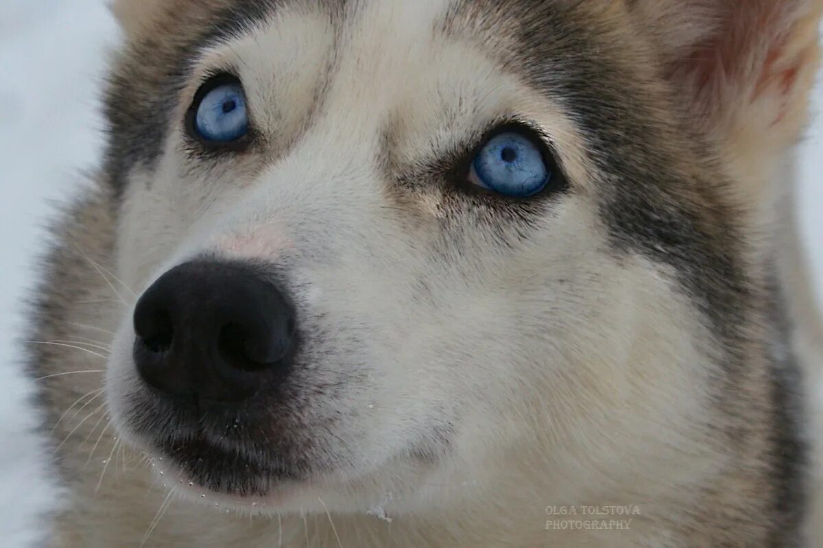 Pin by Petra Székely on Állatkák Husky eyes, Dog eyes, Blue husky