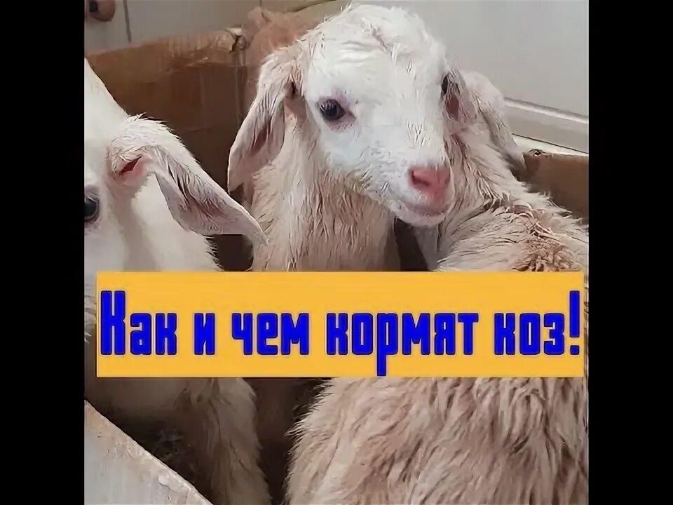 Можно козе давать хлеб