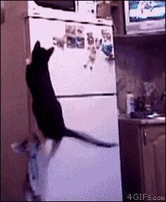 Кот бегает ночью