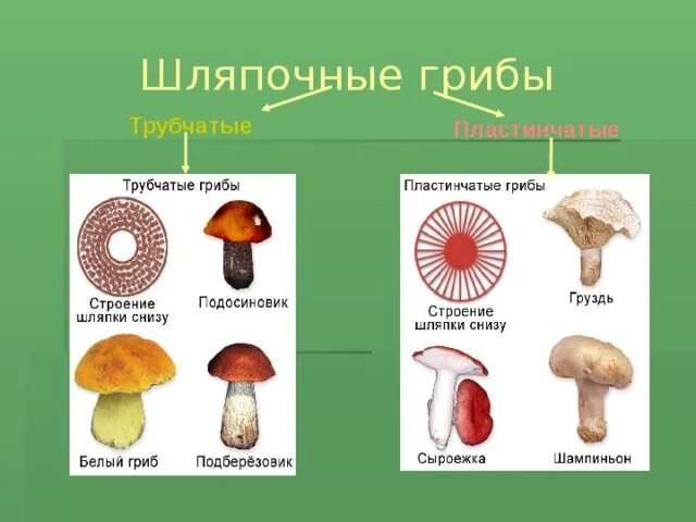 Шляпочные грибы трубчатые и пластинчатые. Окружающий мир 3 класс грибы пластинчатые грибы трубчатые. Грибы строение шляпочных грибов. Белый гриб трубчатый или пластинчатый гриб.
