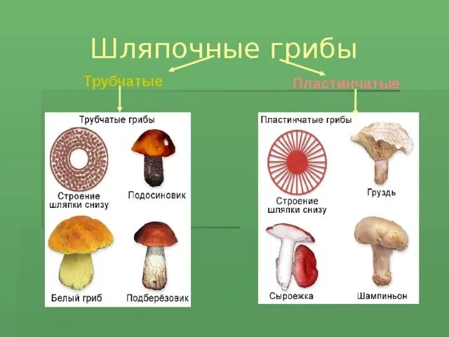 Шляпочные грибы трубчатые и пластинчатые. Окружающий мир 3 класс грибы пластинчатые грибы трубчатые. Грибы строение шляпочных грибов. Белый гриб трубчатый или пластинчатый гриб. Группы грибов трубчатые грибы пластинчатые грибы