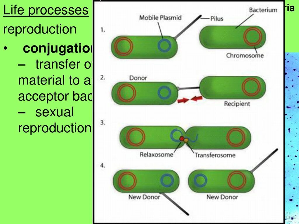 Conjugation bacteria. Conjugation in bacteria. Plazmid of bacterium. Conjugation reproduction. Life processes