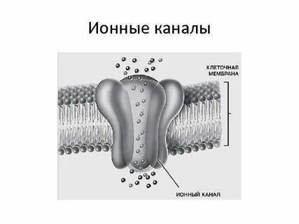 Каналы утечки физиология