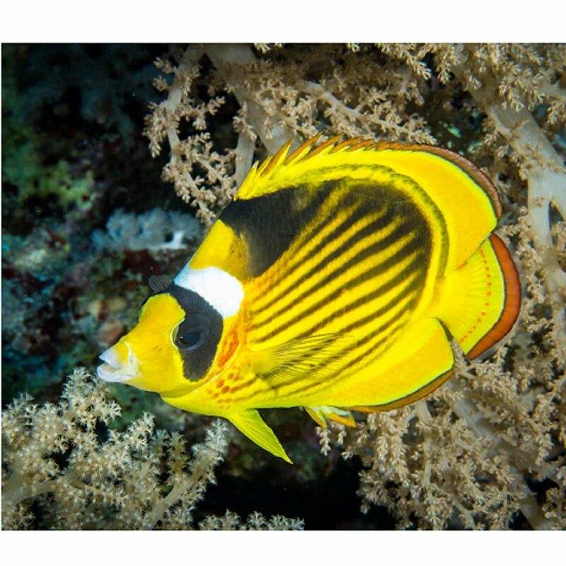 Енотовидная рыба-бабочка. Бабочка енот, m /Chaetodon lunula. Chaetodon octofasciatus. Рыба бабочка риф.