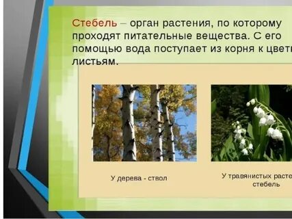 Какое значение в жизни растений имеет стебель