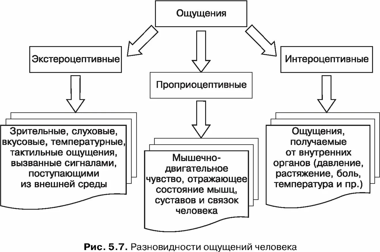 Системы ощущений. Виды проприоцептивных ощущений. виды ощущений в психологии интероцептивные. интероцептивные проприоцептивные и экстероцептивные ощущения. классификация ощущений схема.