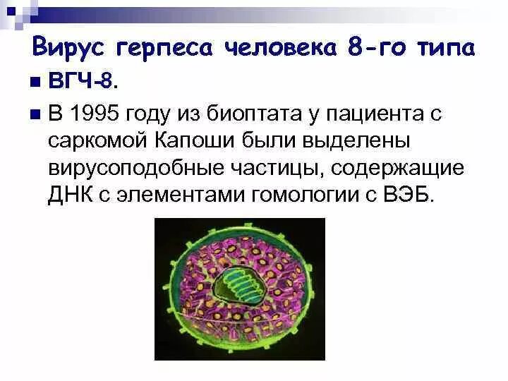 Вирус герпеса человека 8 типа (HHV-8). Herpes virus 6