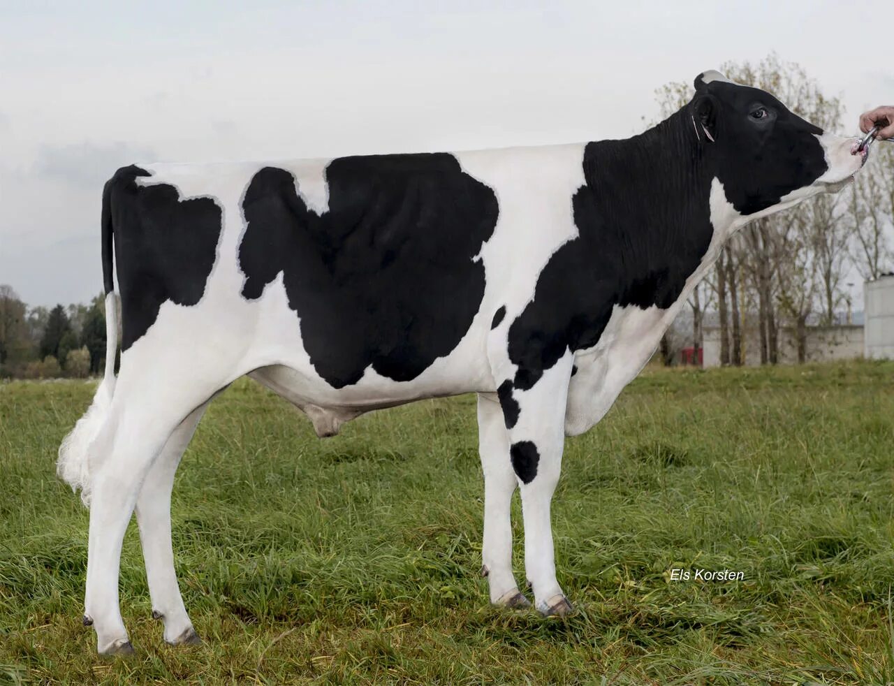 холмогорская порода крс. бык голштинской породы. порода крс холмогоры. порода быков холмогорская порода. голштино-фризская порода коров.