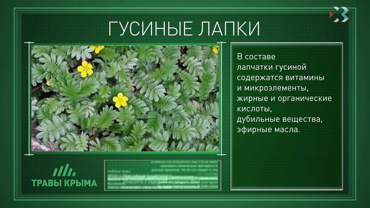 Состав гусиных лапок. Лапчатка гусиная. Трава лапчатка гусиная. Лапчатка гусиная лист. Полезные растения Крыма.