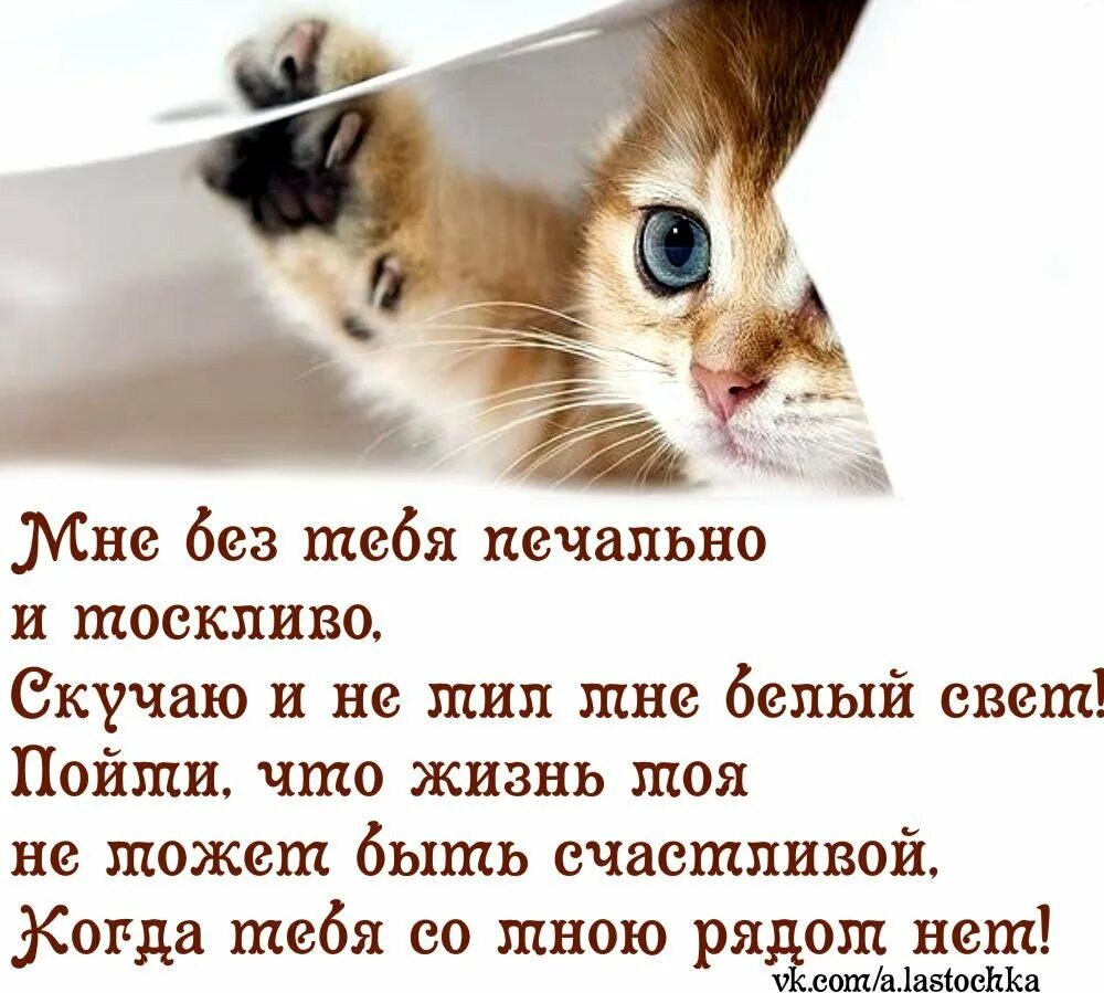 Стихотворение про кота. Стихи про любимых кошек. Стих про кошку. Стихи про любимых кошек. Стих про белого кота.