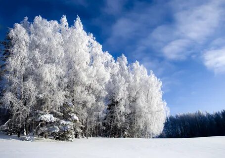Снежная природа картинки