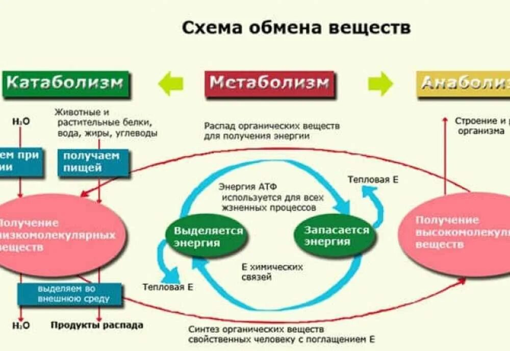 Обмен веществ. Схема обмена веществ. Обмен веществ это процесс. Обмен веществ метаболизм.