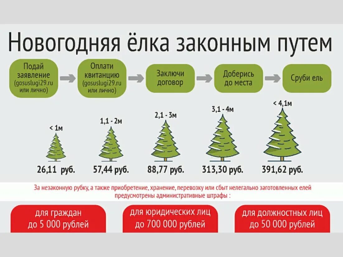 Какого числа ставить новогоднюю елку. Штраф за срубленную елку. заготовка елей для новогодних праздников. елку срубают на новый год. елка новогодняя срубить.