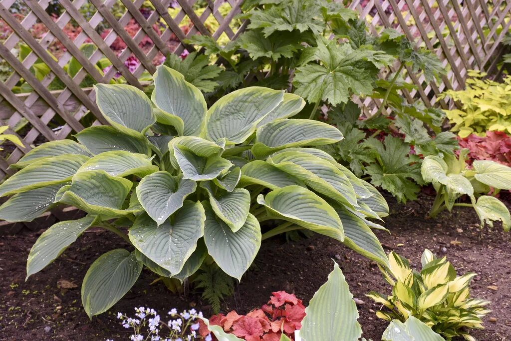 Ву хост. Хоста wu-la-la. хоста shadowland wu-la-la. хоста эмпресс гибридная. hosta shadowland ™ wu-la-la.